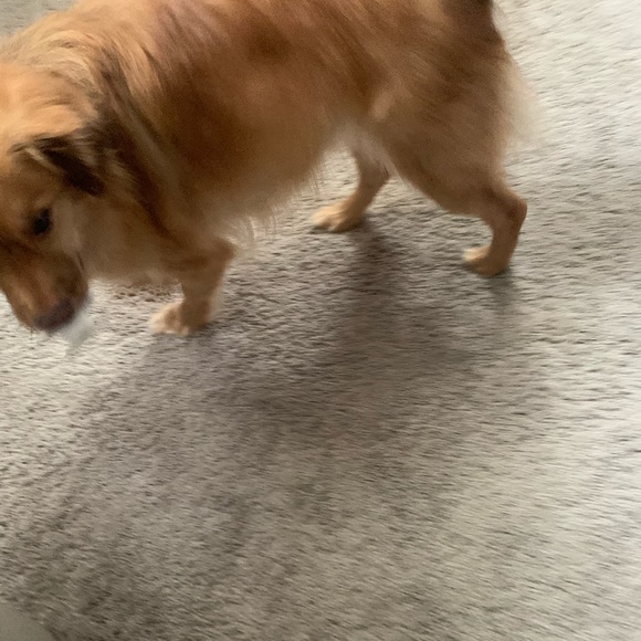 Meet your Posher, Haley - Picture 1 of 1